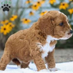 Carli F1B, Cavapoo Puppy